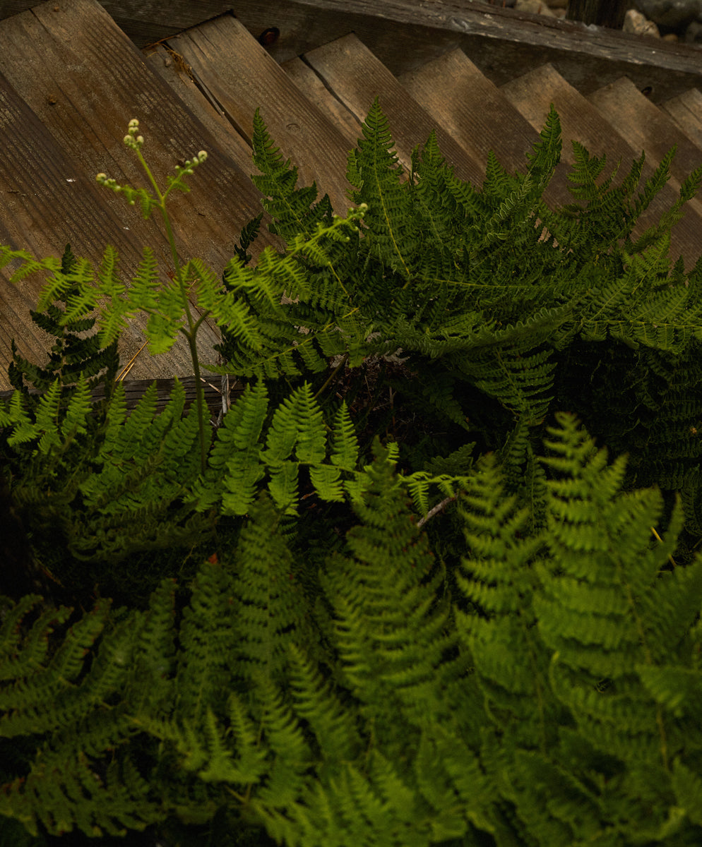 Atlantic S/S Madras Shirt - FINAL SALE