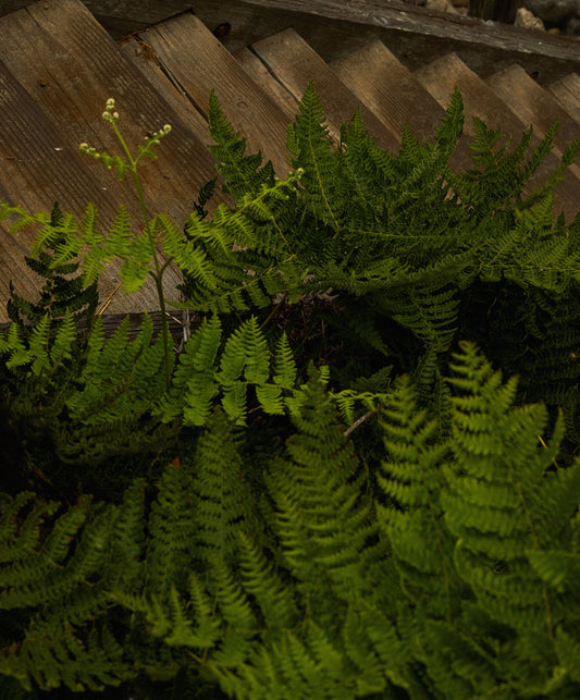 Atlantic S/S Madras Shirt - FINAL SALE