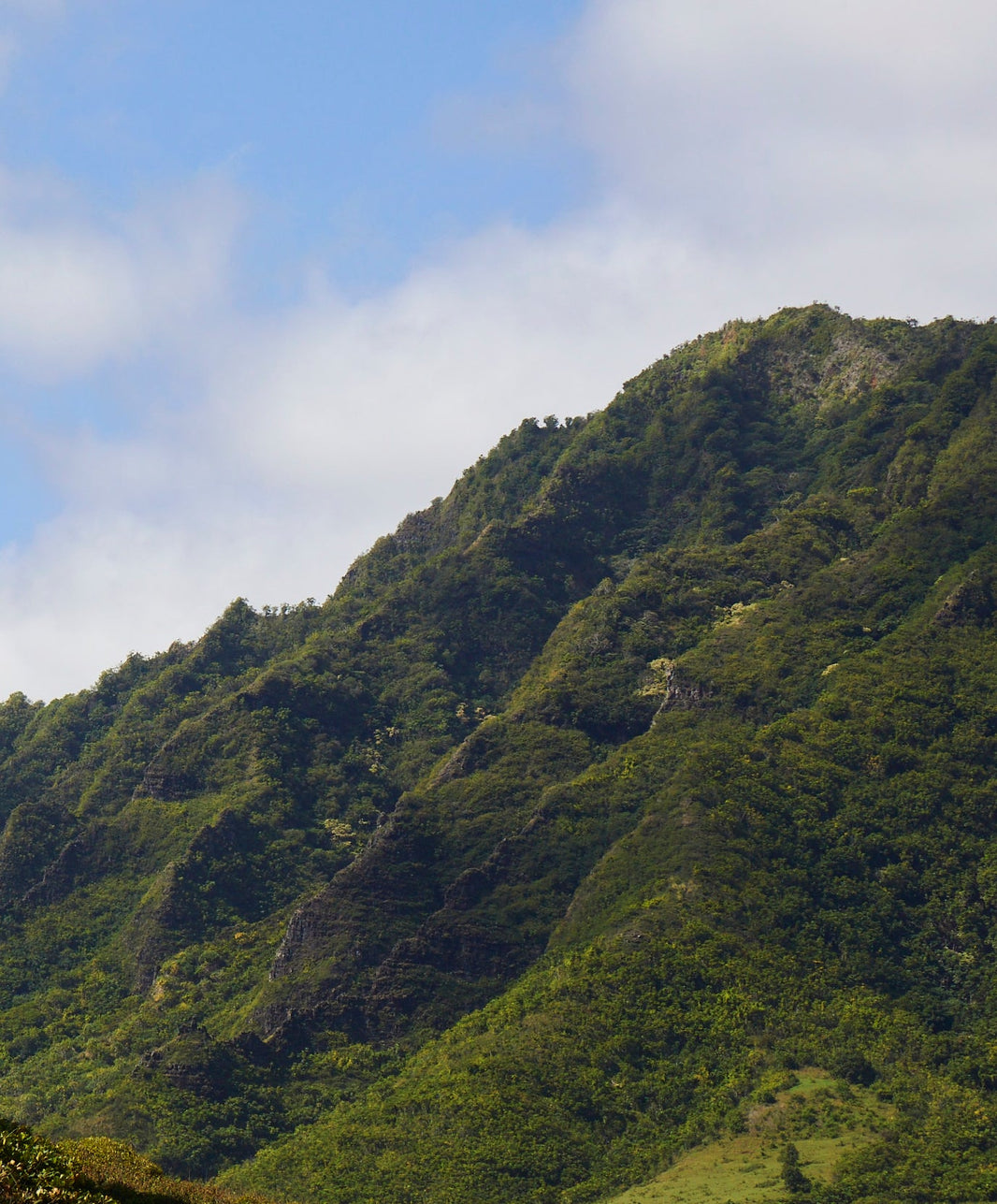 The Traveler Shirt Dress