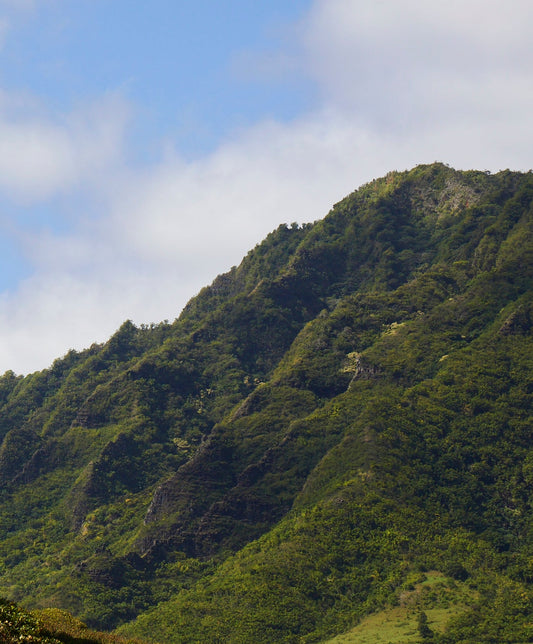 The Traveler Shirt Dress