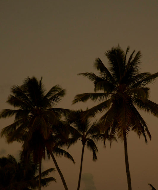 Otis Eyewear A Day Late Eco